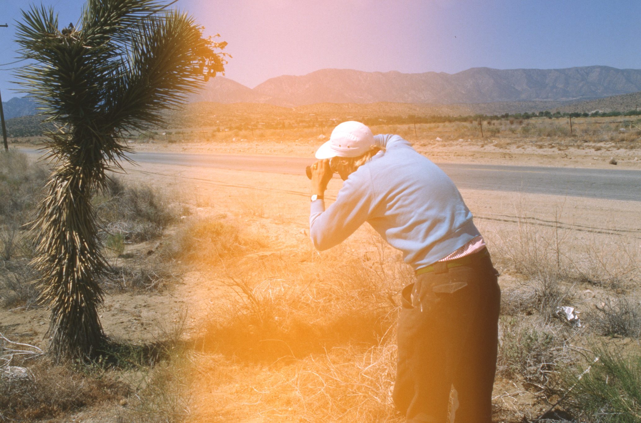 A person wearing a light blue jumper and white cap takes a photo of a small desert tree near a road, with mountains in the background and sunlight creating an orange flare across the image.